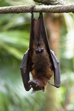 Six-foot Bat